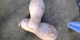 湖南君山密本南瓜逐渐升温