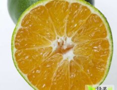 广西龙州柑橘著名品种