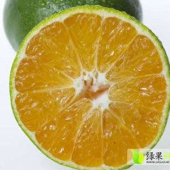 广西龙州柑橘著名品种