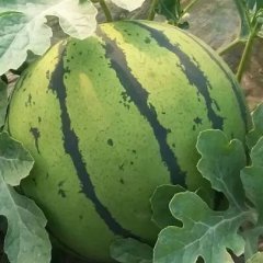 清苑瓜果基地谢庄代办