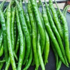 淅川联合杨相臣6月农丰26号辣椒