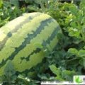 忻州忻州周军7月西农八号西瓜