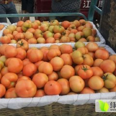 即墨移风王方凯6月硬红西红柿