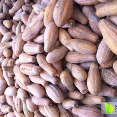 南县南瓜早买早赚,三岔彭诚信合作