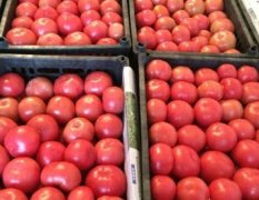 2015卢龙西红柿价格大跌
