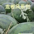 开封县西瓜火热上市,范村高随亮诚信合作