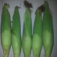 河北南和嫩黄玉米名扬天下