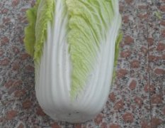 河北围场韩国黄心白菜何去何从