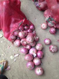 河南汝州2021年红星七号洋葱大量上市中