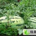 内蒙古通辽市各旗县冠龙系列西瓜：小明