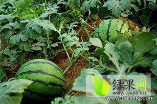 2015年辽宁凌海京欣价格