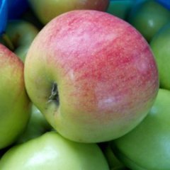 山西临猗青苹果品质优良