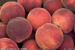 2015临猗蜜桃今年价格有看点