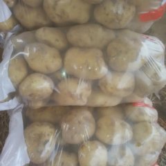 河北昌黎中薯系列土豆上货量大