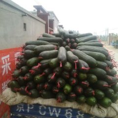 2015清苑冬瓜今年价格有看点