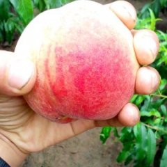 沙红，大红桃！等一系列刚上市的上等桃