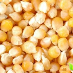 2015汉川玉米收购工作全面开展