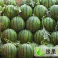 2015新民西瓜 速来抢购