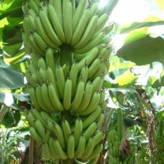 西乡塘香蕉之乡金陵孙季丽6月威廉斯香蕉