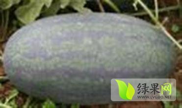 陕西大荔惠农西瓜名扬天下