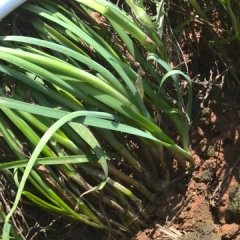 武山韭菜价格适宜山丹漆江英诚信合作