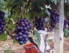 山东聊城藤稔葡萄名优产品