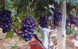 山东聊城藤稔葡萄名优产品