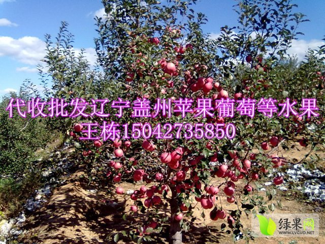 2015年辽宁盖州红苹果价格