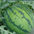 玉田虹桥张金良6月京欣003西瓜