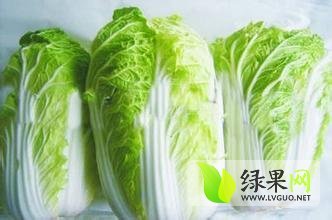 河北曲周小白菜现已大量上市 质优价廉