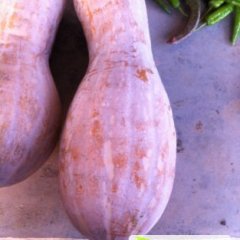 湖南君山王中王南瓜品质优良