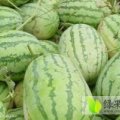 惠民西瓜长势旺盛赵京华诚信合作
