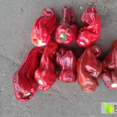 2015苍山辣椒收购工作全面开展