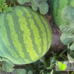 2015华阴西瓜价格波动不大