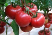 河北望都大红西红柿著名品种