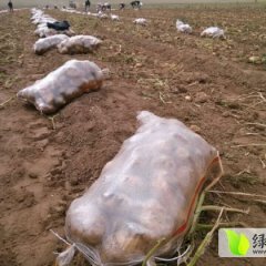 河南通许荷兰十五土豆火热上市
