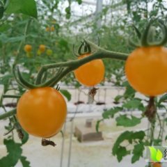 罗源绿宫坊特色西红柿全面上市