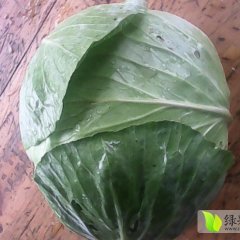 新野甘蓝火爆招商中,上港马鑫奇诚信合作13523667394小马