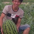 砀山皖北砀山小李6月京欣西瓜