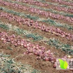 2015通许洋葱大量上市