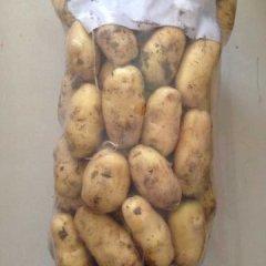 泗水土豆著名品种,杨柳宋凡勇诚信合作