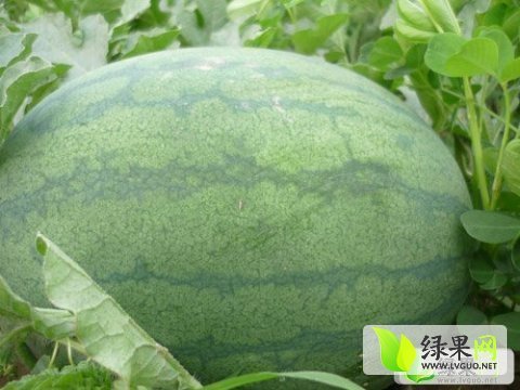 花皮无籽价格