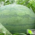 山东惠民花皮无籽西瓜名扬天下