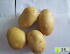 新产土豆开始订购，出口级别，预定从速