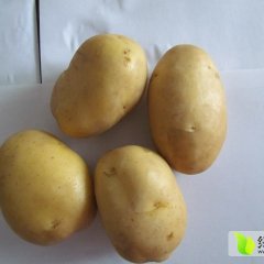 新产土豆开始订购，出口级别，预定从速