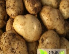 2015汶上土豆收购工作全面开展