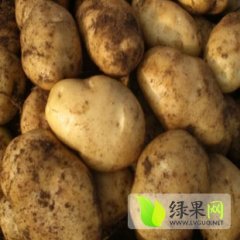 2015汶上土豆收购工作全面开展