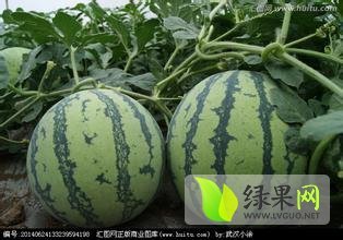 2015年辽宁新民地雷瓜价格