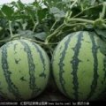 辽宁新民地雷瓜西彪子代办