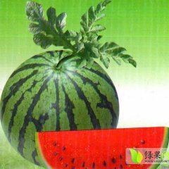 清苑蒋庄韩双乐5月京欣西瓜